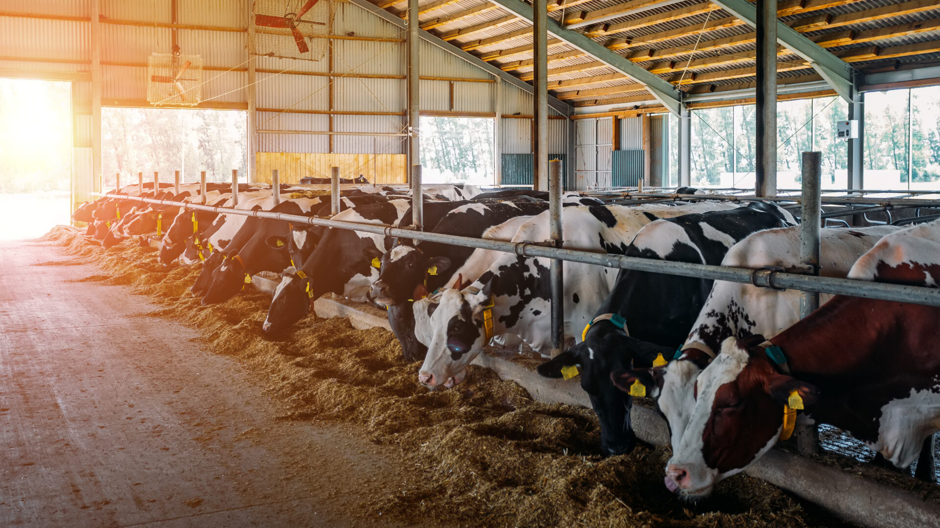 DLG-Programm Milchviehhaltung - Initiative Milch